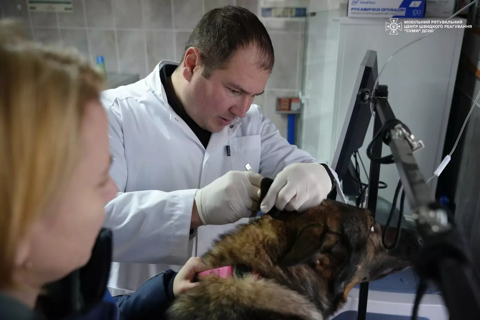 Чотирилапі рятувальники регулярно проходять медичні огляди, щоб завжди бути у відмінній формі.